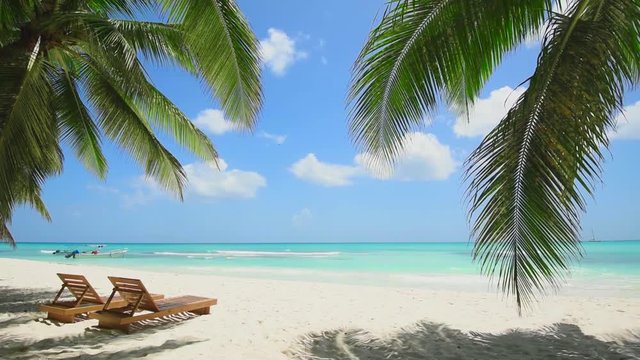 Dominican republic Punta Cana beach. White sand beach and palms and beach chairs