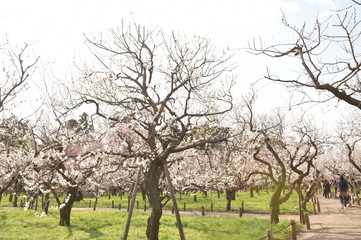 Fototapeta premium 梅の花