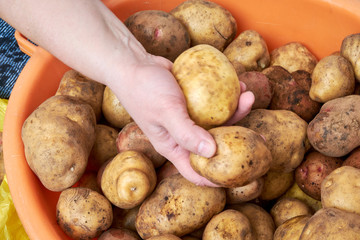 Woman hand picking up a potato. lots of potatoes. fresh potato with traces of earth on the skin. dirty raw potatoes in large quantity, not washed.