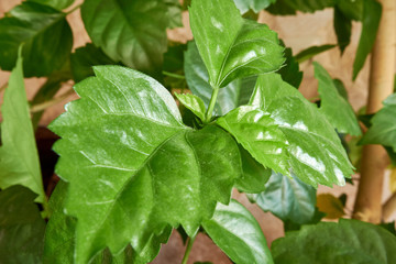 Hibiscus rose sinensis on fresh green leaves natural background. Karkade tropical garden. China rose, Chinese hibiscus,Hawaiian hibiscus. Juicy green leaves. Natural eco. Plants in the house.