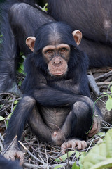 Chimpanzee (Pan troglodytes)