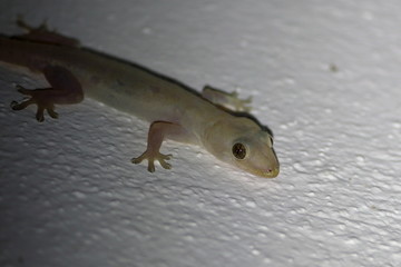 gecko