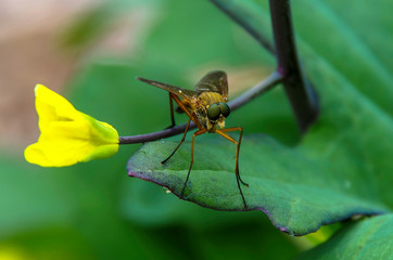 Fly on leaf