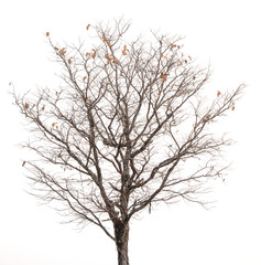 Fototapeta na wymiar tree and branches silhouette
