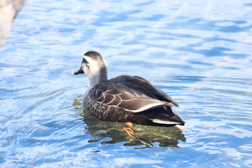 Fototapeta premium カルガモ 水面