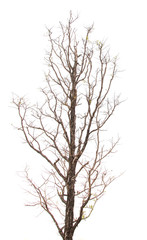 Fototapeta na wymiar tree and branches silhouette