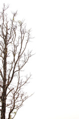 Fototapeta premium tree and branches silhouette