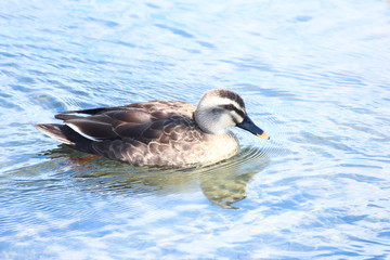 カルガモ　水面