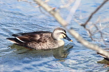 カルガモ　水面