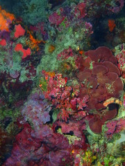 The amazing and mysterious underwater world of Indonesia, North Sulawesi, Bunaken Island, stone coral