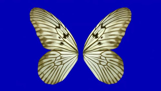 Beautiful butterfly flapping wings gracefully in slow motion movements . 3d rendering . Genus : Rice paper . Idea blanchardi