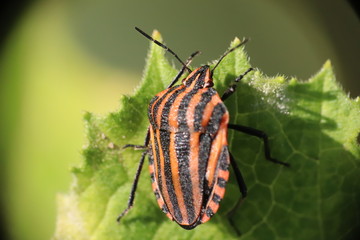Small insects in the grass photo Czech Republic, Europe
