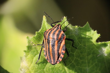 Small insects in the grass photo Czech Republic, Europe