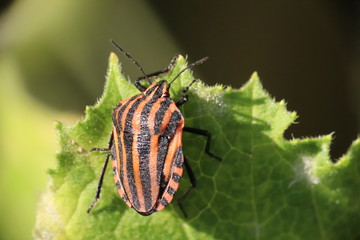 Small insects in the grass photo Czech Republic, Europe