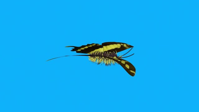 Beautiful butterfly flapping wings gracefully in slow motion movements . 3d rendering. Genus : Papilio thoas, the king swallowtail 