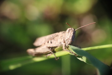 Small insects in the grass photo Czech Republic, Europe