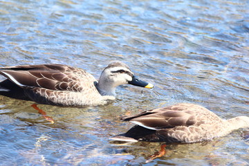 カルガモ　水面