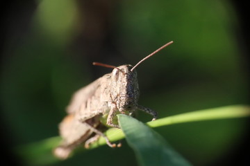 Small insects in the grass photo Czech Republic, Europe