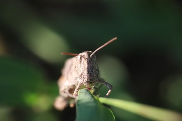 Small insects in the grass photo Czech Republic, Europe