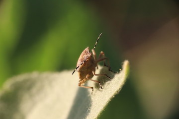 Small insects in the grass photo Czech Republic, Europe