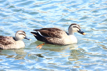 カルガモ　水面