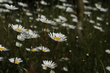 Daisies