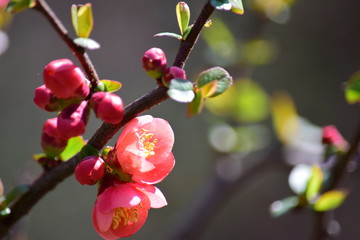 早春（早春の花）