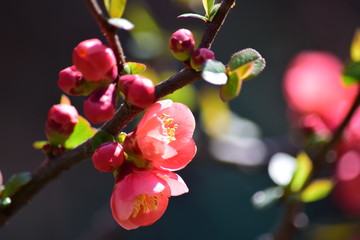 早春（早春の花）