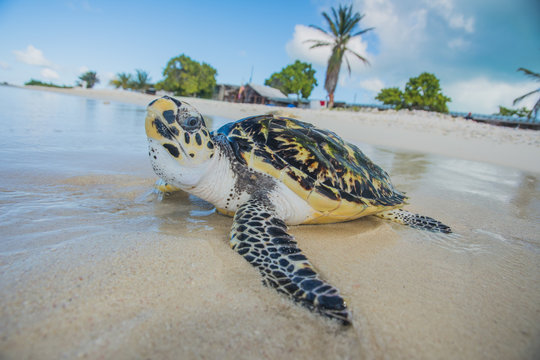 Turtle (Eretmochelys Imbricata, Cheloniidae Family)