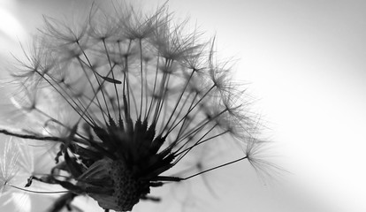 Art photo of dandelion seeds close up on natural blurred background.Black and white photo.