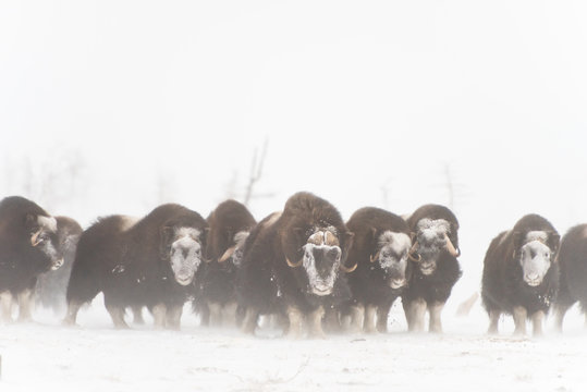 Herd of wild muskox stood in the defensive position during strong snowstorm. Winter landscape of Yamal peninsula, Arctic tundra.