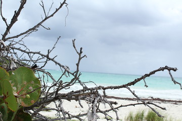 beach, trees, green, 