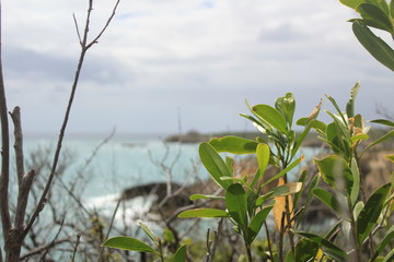 beach, trees, green, 