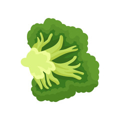 Broccoli cut. Organic food concept. Vector illustration.