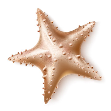 Vector realistic 3d starfish sea invertebrate a