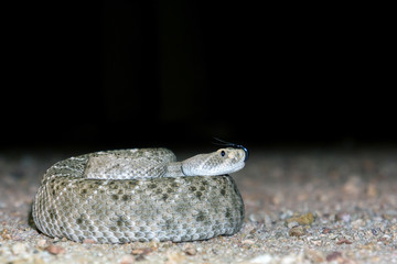 Western Diamondback Rattlesnake - Flicking Tongue Out