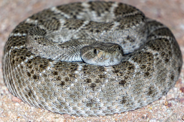 Western Diamondback Rattlesnake - Venomous Pit Viper Snake