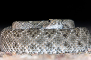 Western Diamondback Rattlesnake - Venomous Pit Viper Snake
