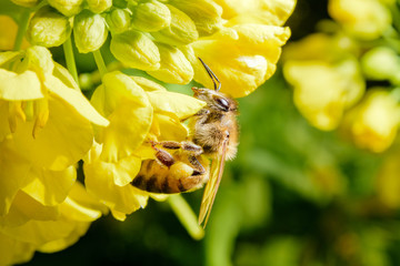 ミツバチと菜の花