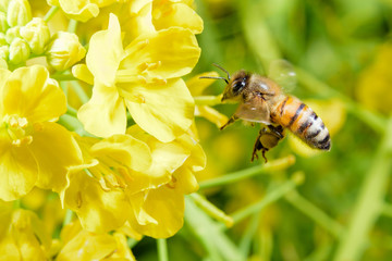 ミツバチと菜の花