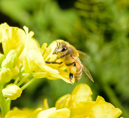 ミツバチと菜の花