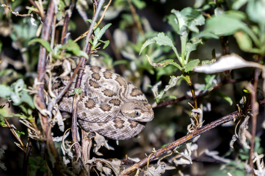 Mojave Rattlesnake In Arizona Desert - Venomous Viper Snake