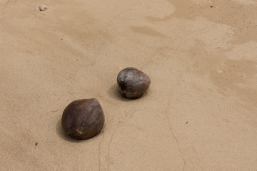 Fototapeta na wymiar Withered coconut on the beach