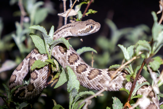 Mojave Rattlesnake In Arizona Desert - Venomous Pit Viper Snake