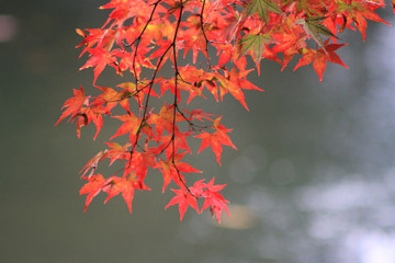 秋　紅葉