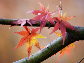 秋　紅葉　モミジ