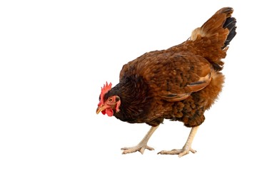 Brown is look and walking on a white background.