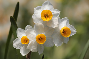 冬　水仙　アップ