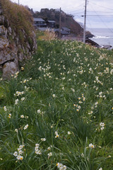 冬　水仙　海