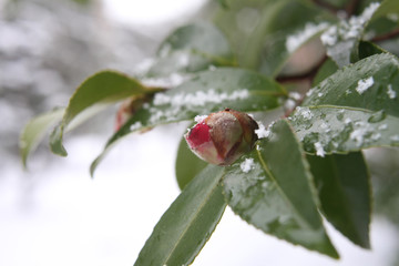 冬　雪をかぶった椿